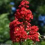 Crapemyrtle – Red Rocket – #3 Container